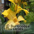 CANNA Cannova Yellow 