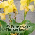 CANNA Cannova Yellow 