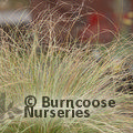 Small image of CAREX