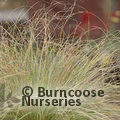 CAREX comans 'Frosted Curls' 