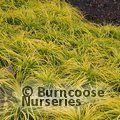 Small image of CAREX