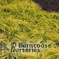 CAREX oshimensis 'Everillo' 