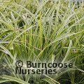 CAREX 'Ice Dance'  