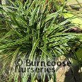 CAREX 'Ice Dance'  