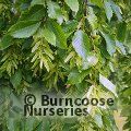 Small image of Common hornbeam