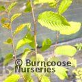 Small image of CARPINUS