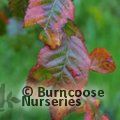CARPINUS caroliniana  'Red Fall' 