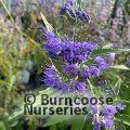 CARYOPTERIS x clandonensis 'Dark Knight' 
