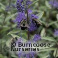 CARYOPTERIS x clandonensis 'Dark Knight' 