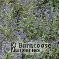 CARYOPTERIS x clandonensis 'Dark Knight' 