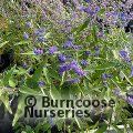 CARYOPTERIS x clandonensis 'Dark Knight' 