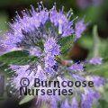 CARYOPTERIS x clandonensis 'Heavenly Blue' 