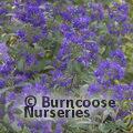 CARYOPTERIS x clandonensis 'Heavenly Blue' 