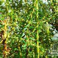 CASSINIA fulvida  