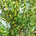 CASSINIA   
