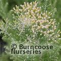 CASSINIA   