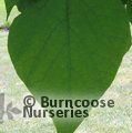 CATALPA speciosa  