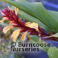 CAUTLEYA spicata 'Robusta' 