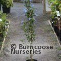 CEANOTHUS arboreus 'Trewithen Blue' 