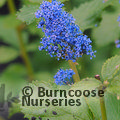 CEANOTHUS 'Burkwoodii'  