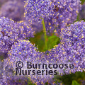 CEANOTHUS 'Concha'  