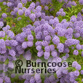 CEANOTHUS   