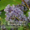 CEANOTHUS 'Gloire de Versailles'  