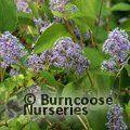 CEANOTHUS 'Gloire de Versailles'  