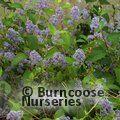 CEANOTHUS 'Gloire de Versailles'  