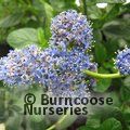 CEANOTHUS griseus 'Yankee Point' 