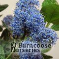 CEANOTHUS griseus 'Yankee Point' 
