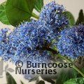CEANOTHUS griseus 'Yankee Point' 
