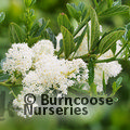 CEANOTHUS thyrsiflorus 'Snow Flurry' 