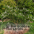 CEANOTHUS thyrsiflorus 'Snow Flurry' 