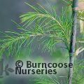 Small image of CEDRUS