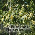 Small image of CELTIS