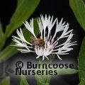 CENTAUREA montana 'Alba' 