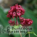 Small image of CENTRANTHUS