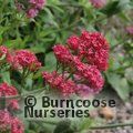CENTRANTHUS ruber 'Coccineus' 