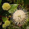 Small image of Buttonbush