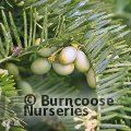 CEPHALOTAXUS fortunei  