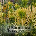 CEPHALOTAXUS harringtonia  'Korean Gold' 