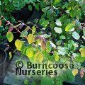 Small image of CERCIDIPHYLLUM