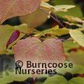 CERCIS canadensis 'Eternal Flame' 