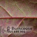 CERCIS canadensis 'Ruby Falls' 