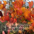 CERCIS canadensis 'Ruby Falls' 