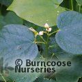 CERCIS chinensis 'Shirobana' 