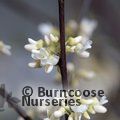 Small image of CERCIS