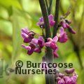 CERCIS reniformis 'Oklahoma Redbud' 