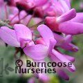 Small image of CERCIS